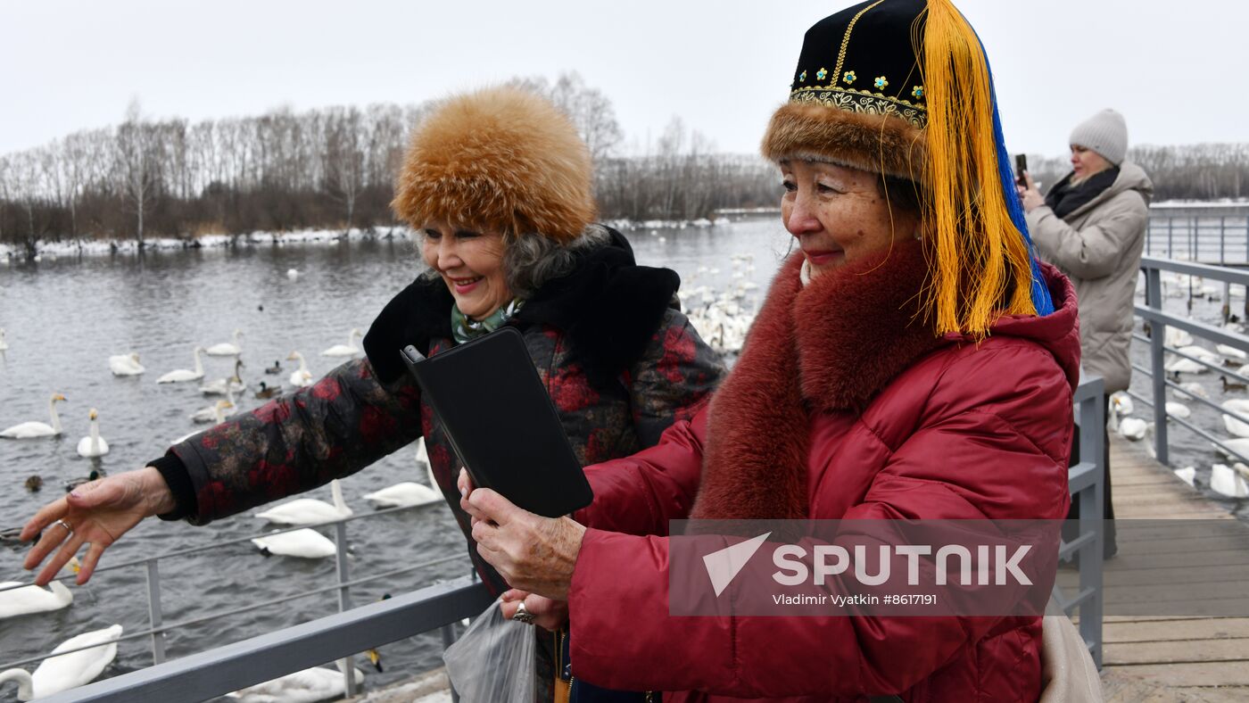 Russia Wildlife Swans