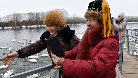 Russia Wildlife Swans