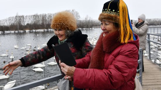 Russia Wildlife Swans
