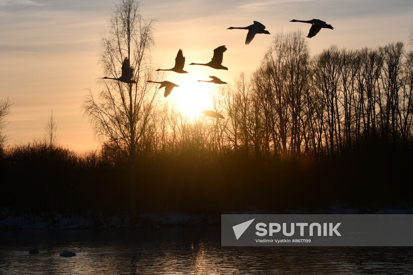 Russia Wildlife Swans