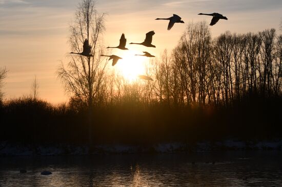 Russia Wildlife Swans