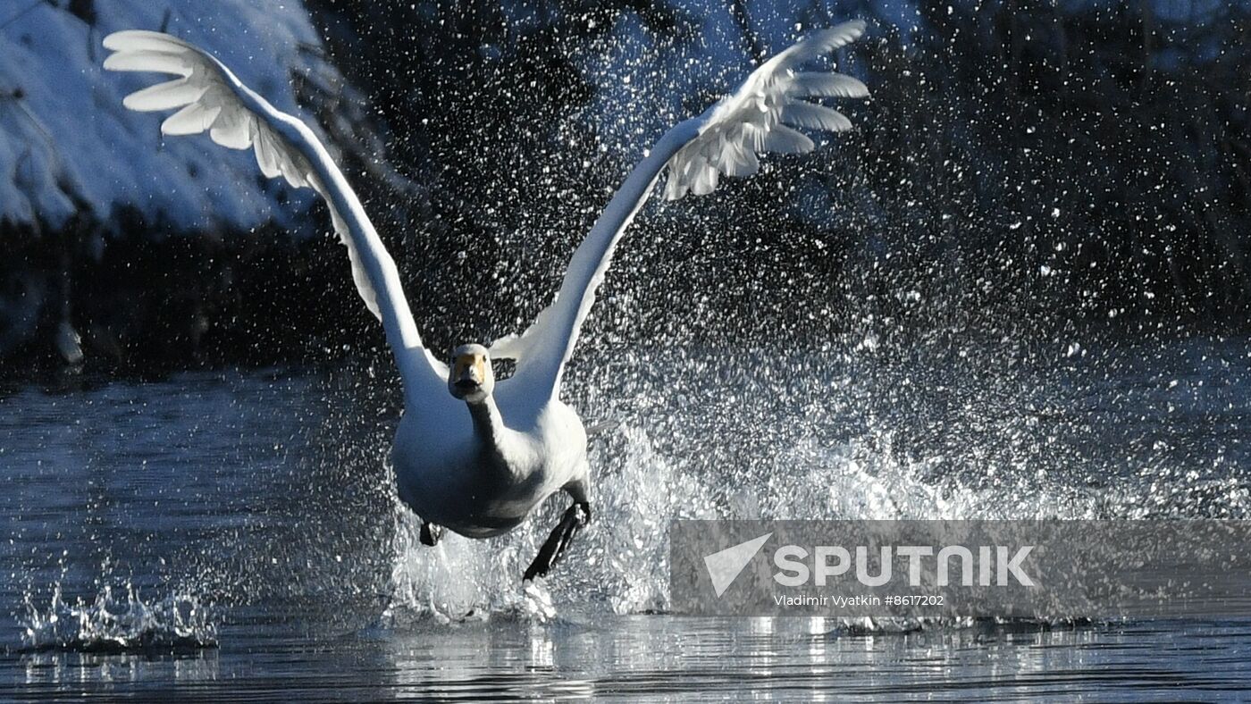 Russia Wildlife Swans