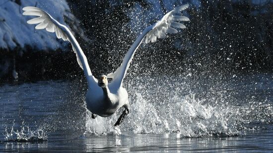 Russia Wildlife Swans