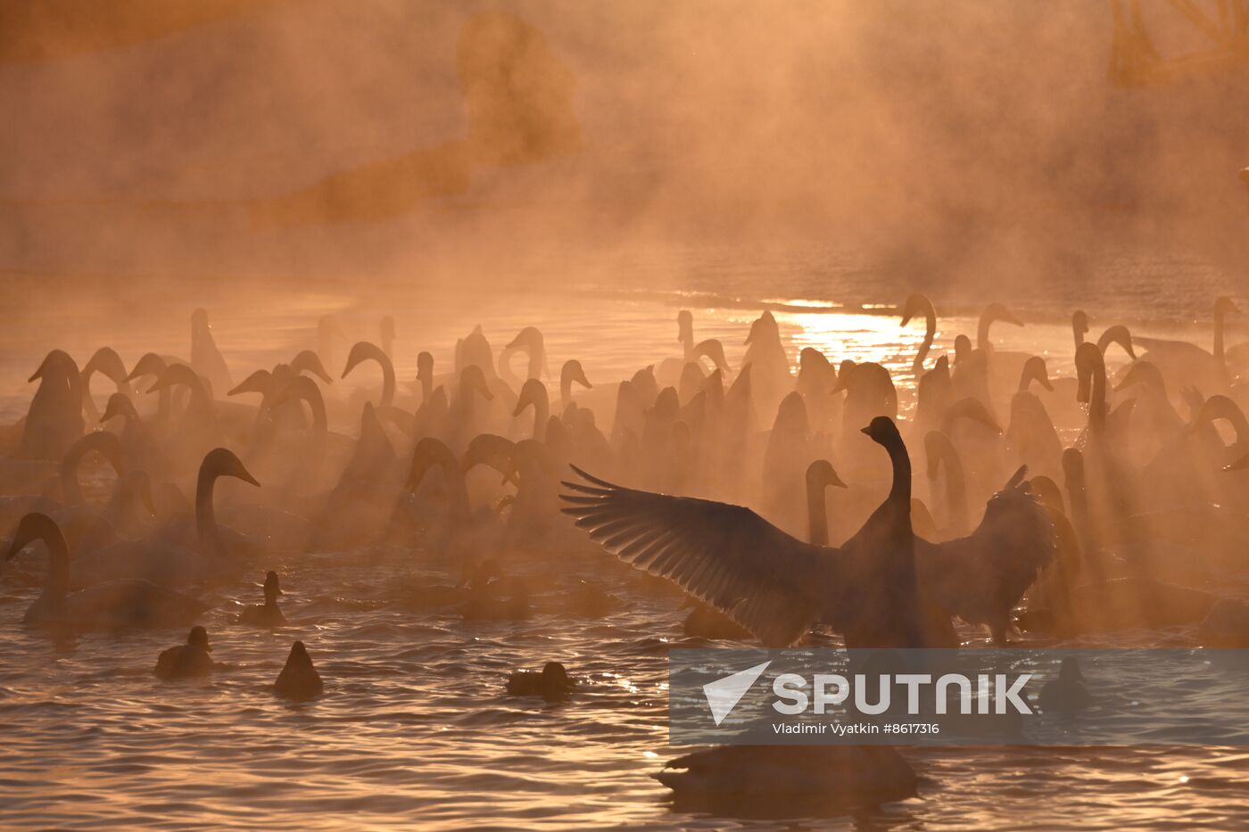 Russia Wildlife Swans
