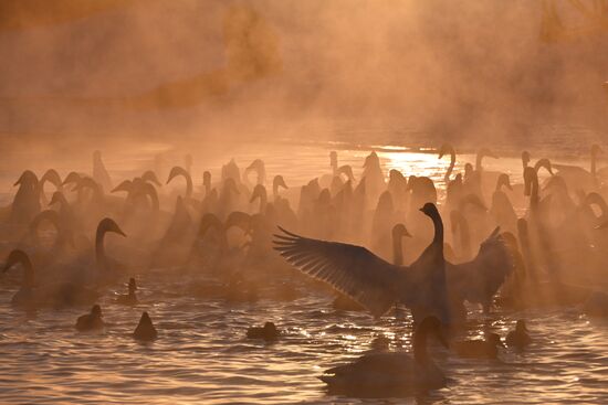 Russia Wildlife Swans
