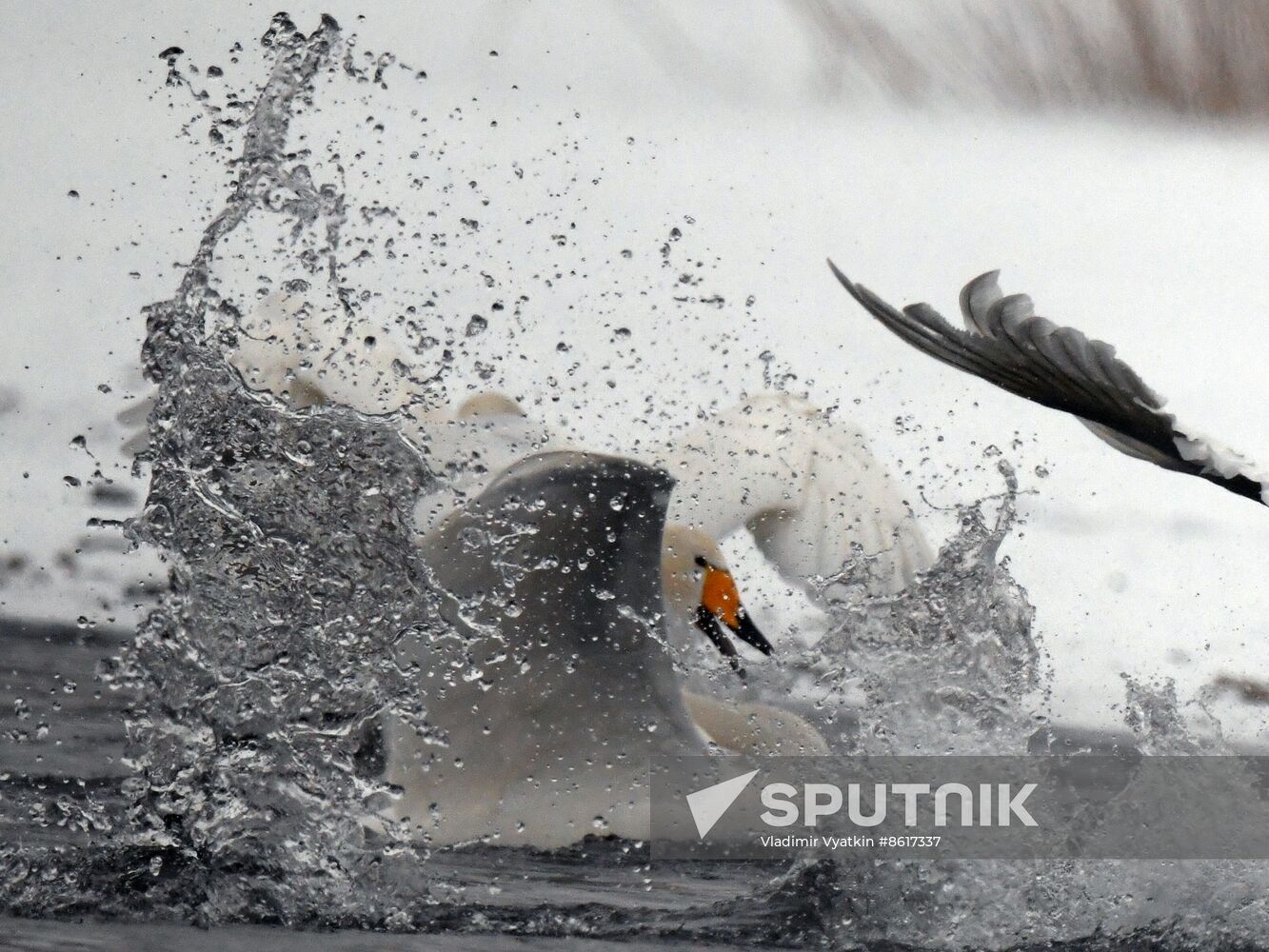 Russia Wildlife Swans