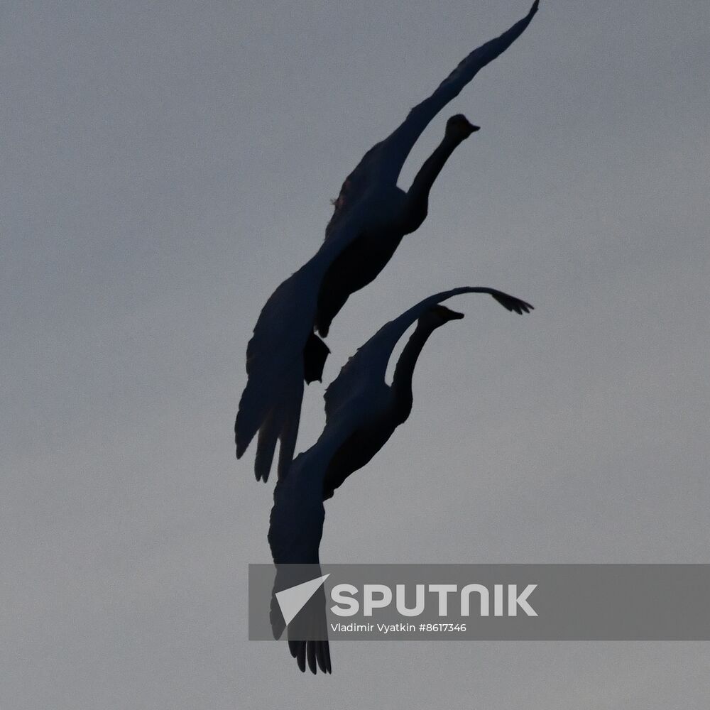 Russia Wildlife Swans