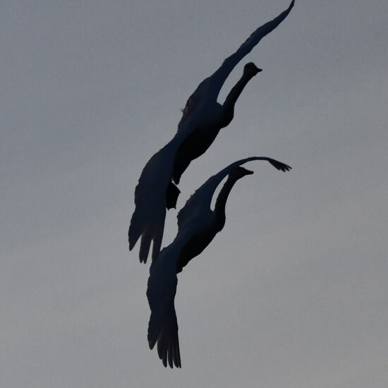 Russia Wildlife Swans
