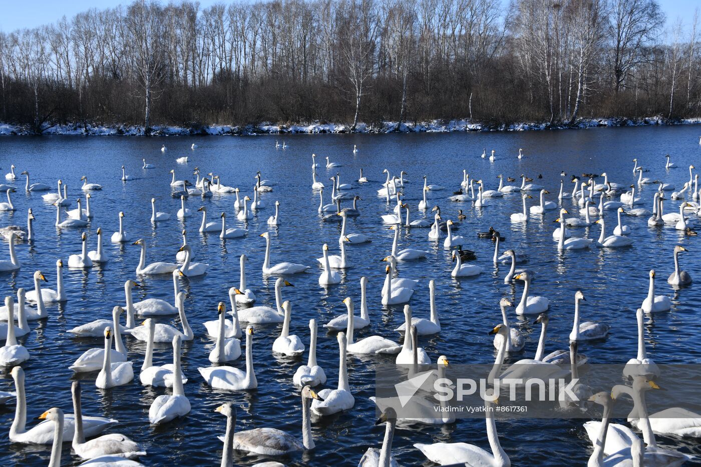 Russia Wildlife Swans