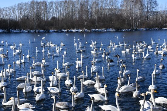 Russia Wildlife Swans