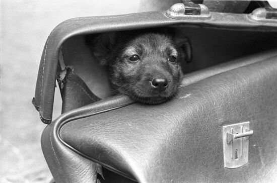 Moscow Animal Protection Society