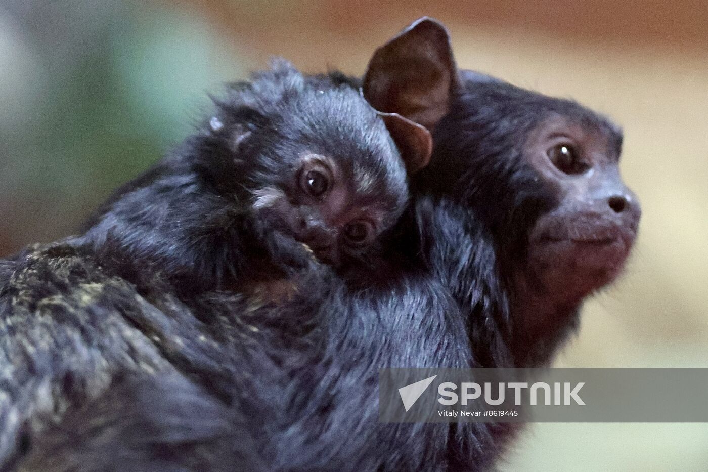 Russia Zoo Tamarin Monkey Infant