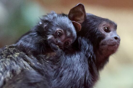 Russia Zoo Tamarin Monkey Infant