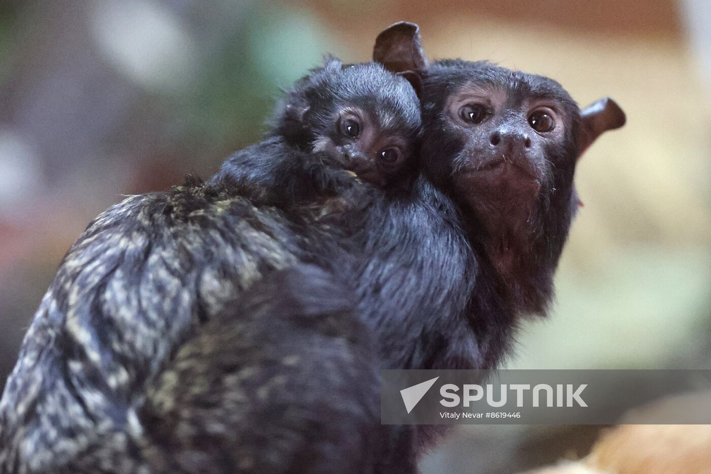 Russia Zoo Tamarin Monkey Infant