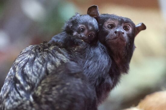 Russia Zoo Tamarin Monkey Infant