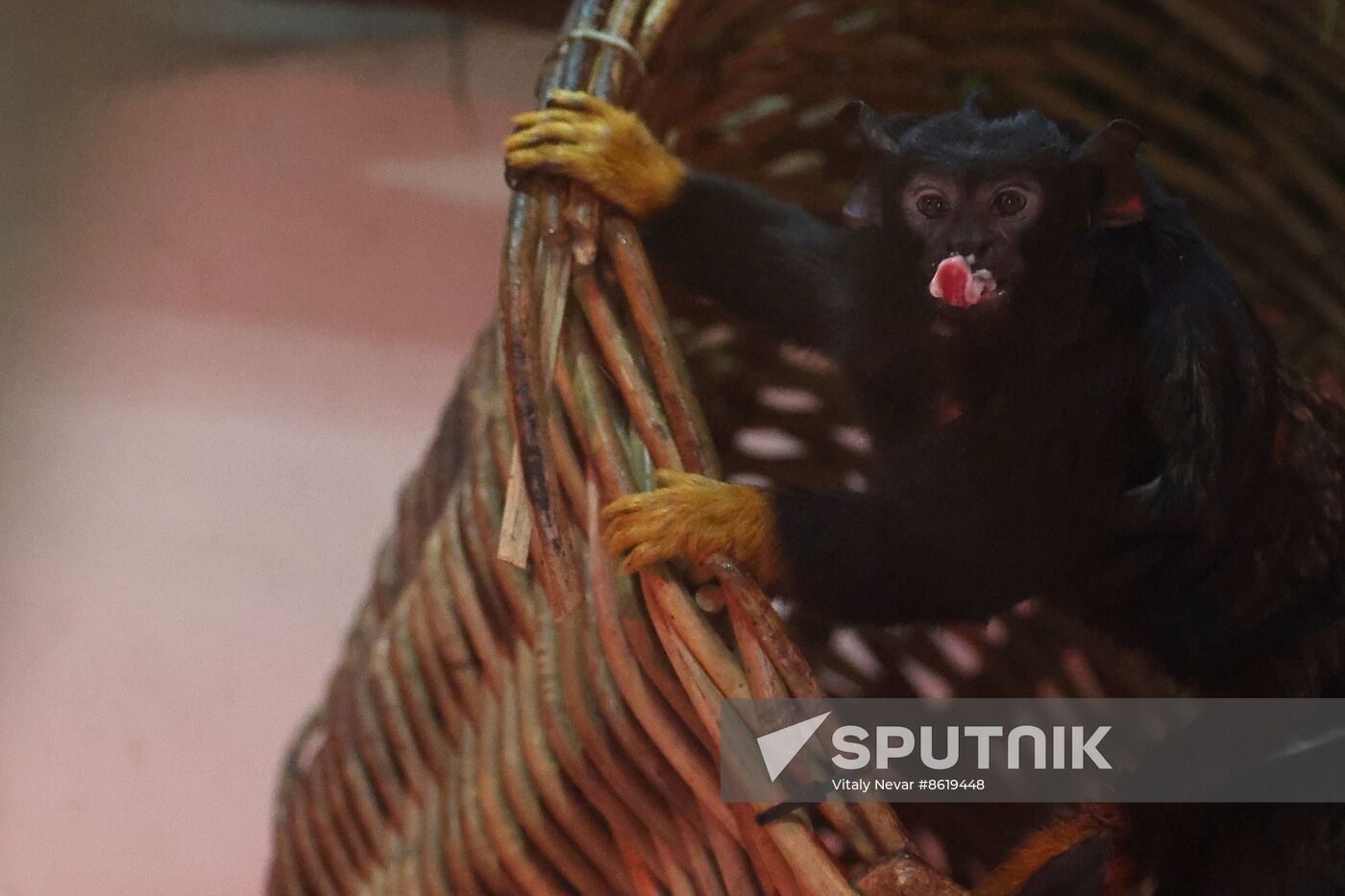 Russia Zoo Tamarin Monkey Infant