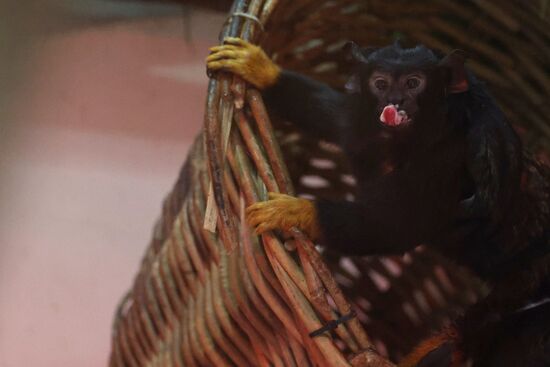 Russia Zoo Tamarin Monkey Infant