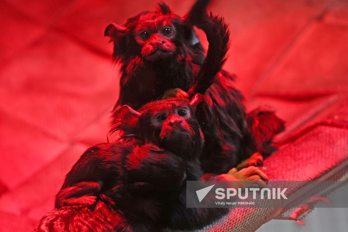 Russia Zoo Tamarin Monkey Infant