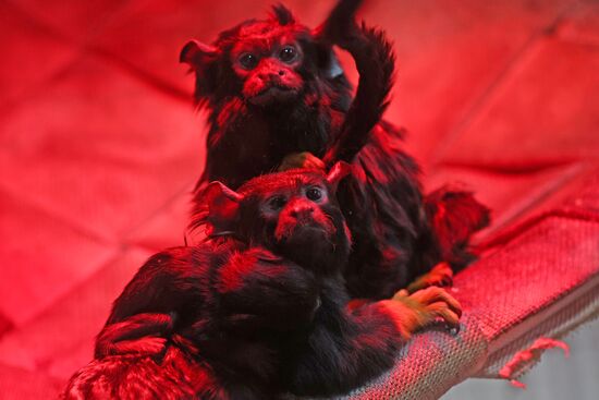 Russia Zoo Tamarin Monkey Infant