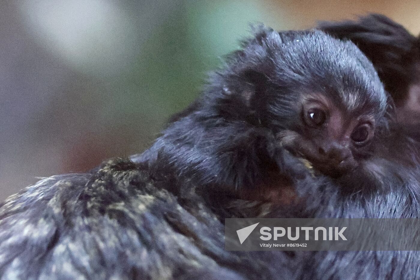 Russia Zoo Tamarin Monkey Infant