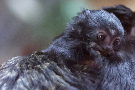 Russia Zoo Tamarin Monkey Infant