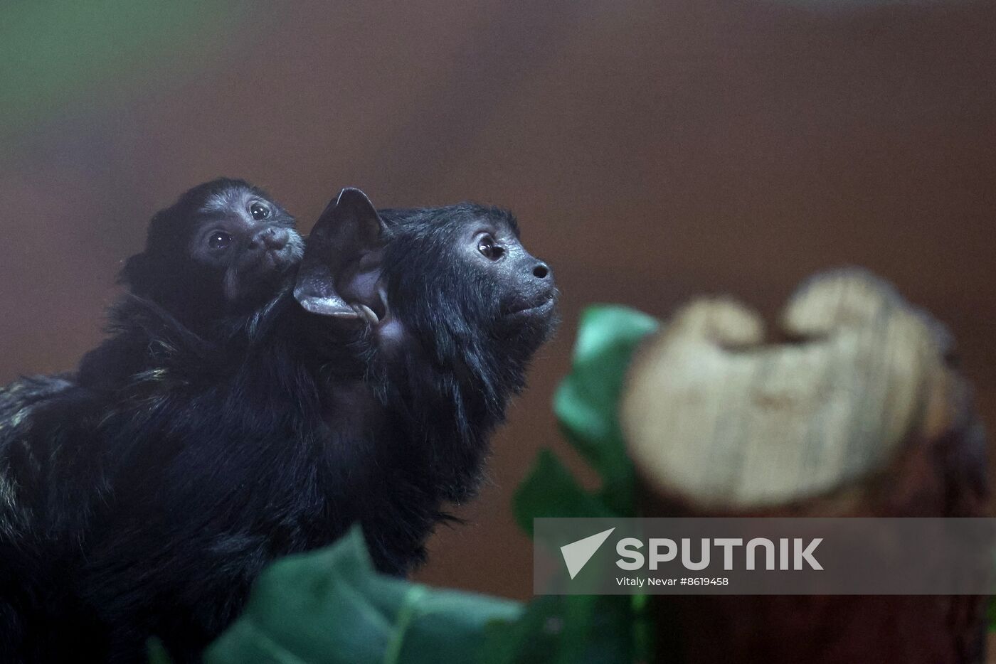 Russia Zoo Tamarin Monkey Infant