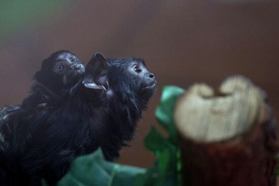 Russia Zoo Tamarin Monkey Infant