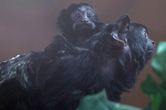 Russia Zoo Tamarin Monkey Infant