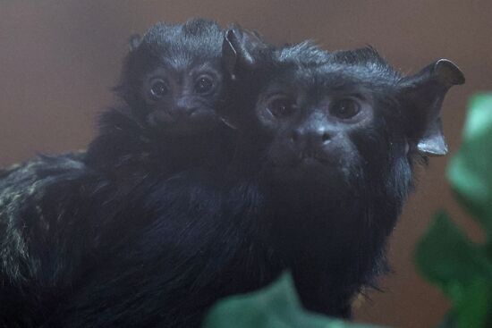 Russia Zoo Tamarin Monkey Infant