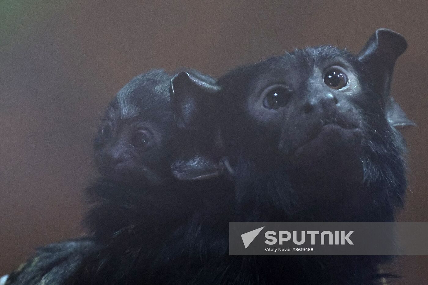 Russia Zoo Tamarin Monkey Infant