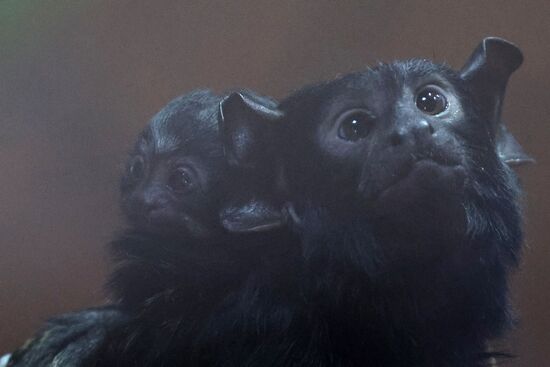 Russia Zoo Tamarin Monkey Infant