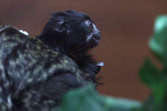 Russia Zoo Tamarin Monkey Infant