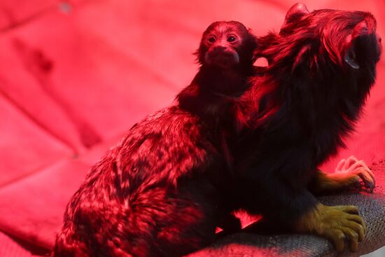 Russia Zoo Tamarin Monkey Infant