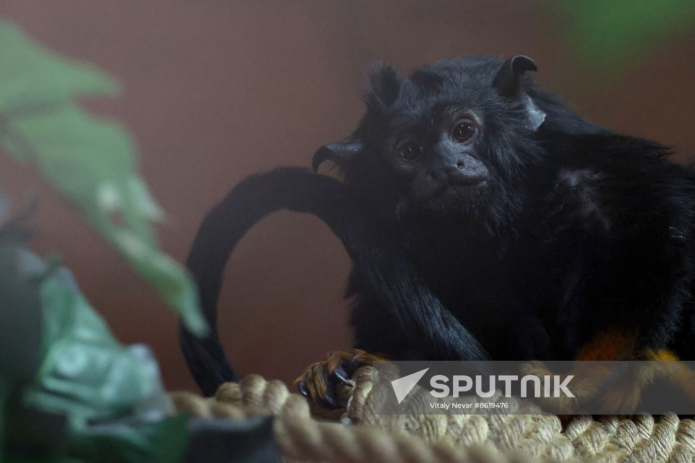 Russia Zoo Tamarin Monkey Infant
