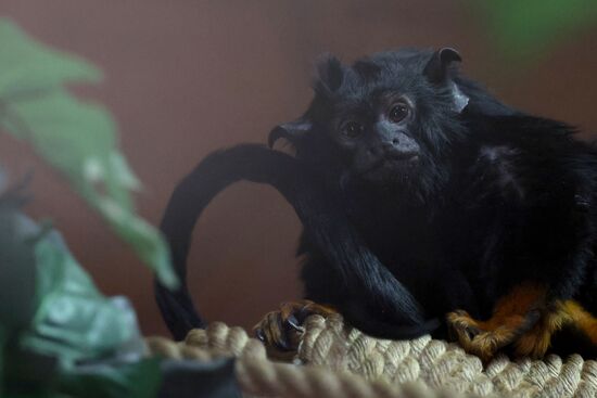 Russia Zoo Tamarin Monkey Infant