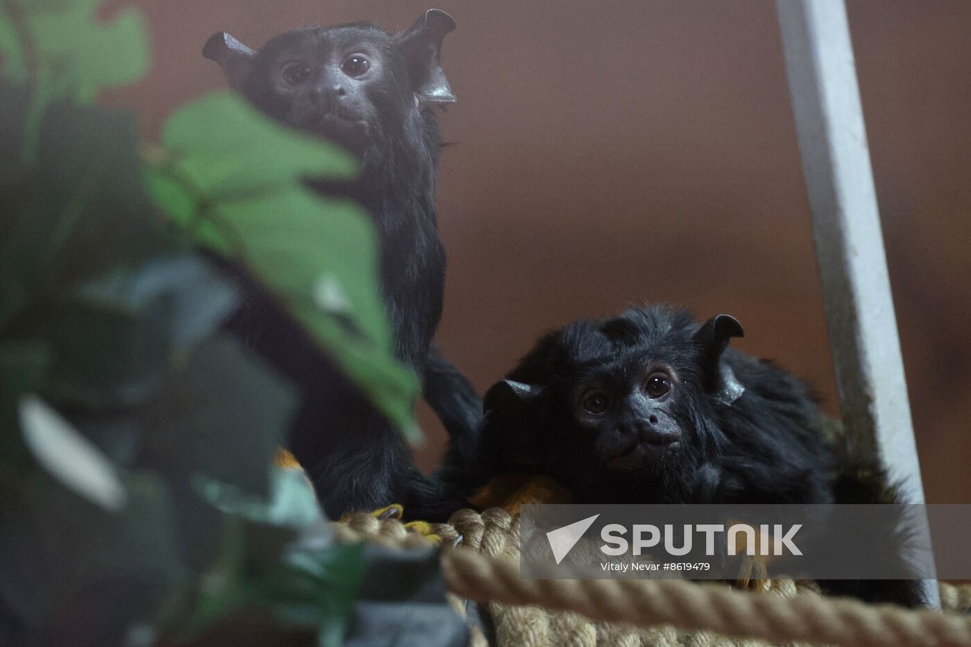 Russia Zoo Tamarin Monkey Infant