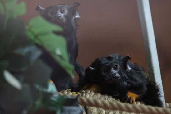 Russia Zoo Tamarin Monkey Infant