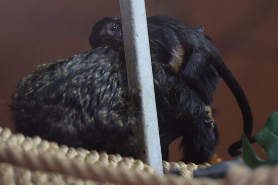 Russia Zoo Tamarin Monkey Infant
