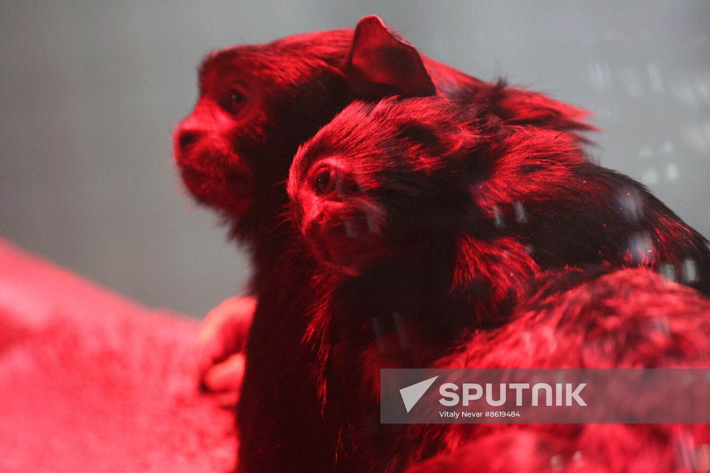 Russia Zoo Tamarin Monkey Infant