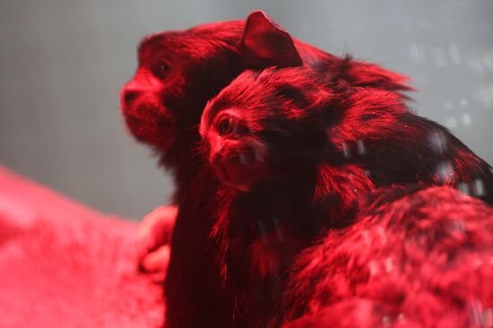 Russia Zoo Tamarin Monkey Infant