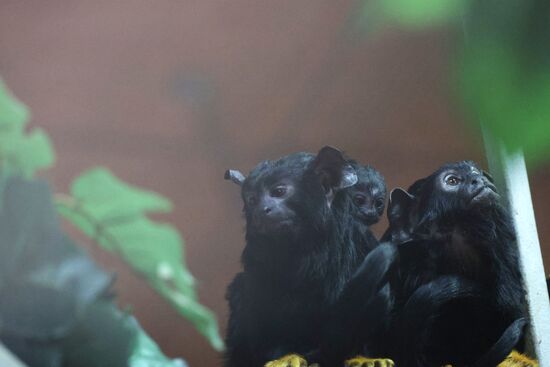 Russia Zoo Tamarin Monkey Infant