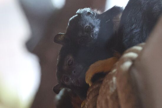 Russia Zoo Tamarin Monkey Infant