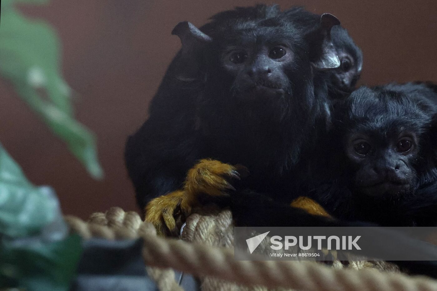 Russia Zoo Tamarin Monkey Infant