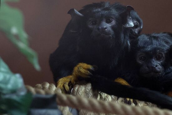 Russia Zoo Tamarin Monkey Infant