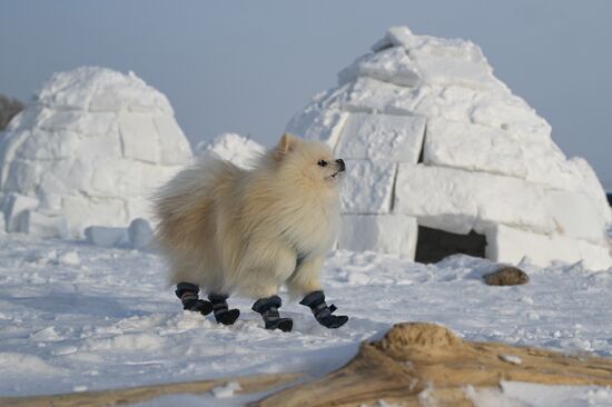 Russia Igloo Festival
