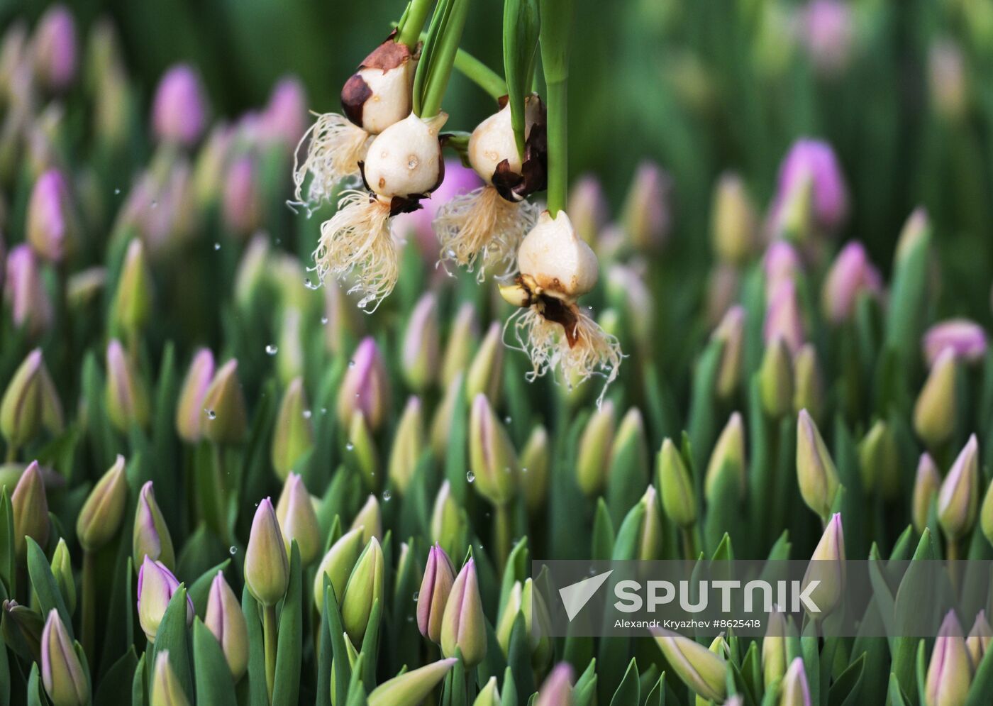 Russia Flower Growing