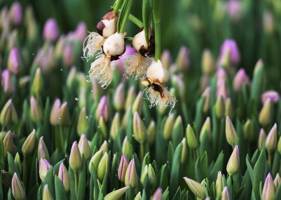 Russia Flower Growing