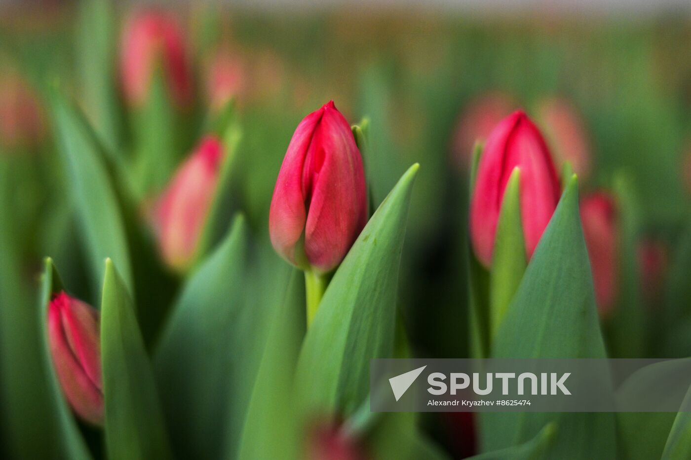 Russia Flower Growing