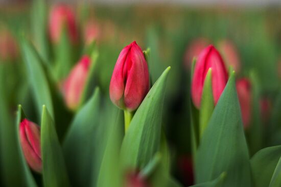 Russia Flower Growing