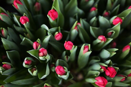 Russia Flower Growing